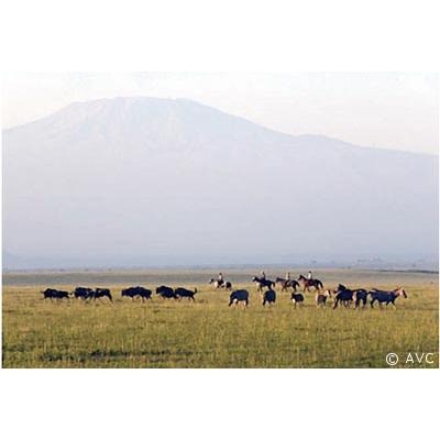 kenyaamboseli avc