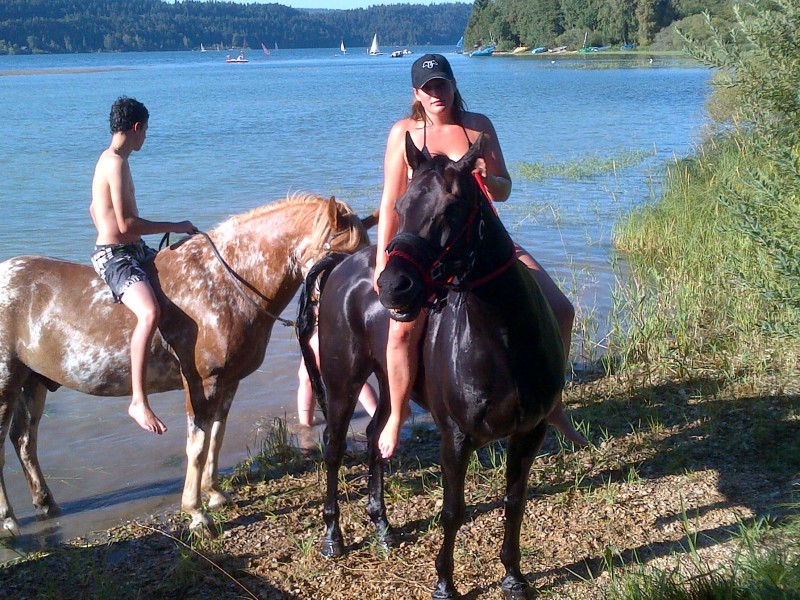 joli lac chevaux